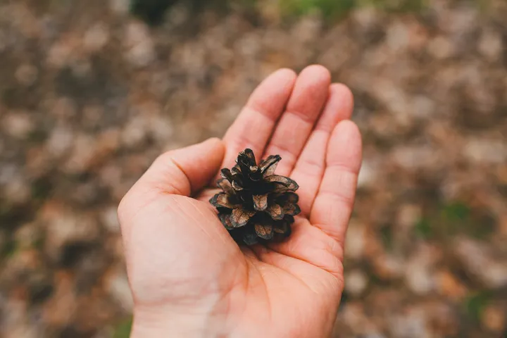 A close-up of a hand holding a small pine cone with a blurred natural background.